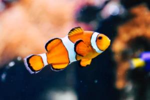 多特蒙德后卫因伤复出，球队整体实力大增